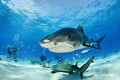 Nothing like having an escort at Tiger Beach Bahamas. Nothing like having an escort at Tiger Beach Bahamas.