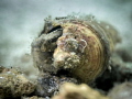 Style is a fraud. I always felt the Greeks were hiding behind their columns. Willem de Kooning. Variable Fangblenny Petroscirtes Variabilis. Chaloklum Bay Thailand EM5 Oly 60mm 1/250 f3.5 iso100 Inon D2000 Inon UCL 165 H2O Tools 5x2 Style is a fraud. I always felt the Greeks were hiding behind their columns. Willem de Kooning. Variable Fangblenny Petroscirtes Variabilis. Chaloklum Bay Thailand EM5 Oly 60mm 1/250 f3.5 iso100 Inon D2000 Inon UCL 165 H2O Tools 5x2