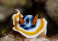 Chromodoris quadricolor Chromodoris quadricolor