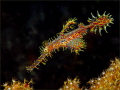Ornate Ghostpipefish carrying eggs Ornate Ghostpipefish carrying eggs