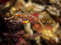Juvenile Ghost Pipe Fish Juvenile Ghost Pipe Fish