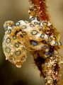 One more blue ringed octopus. One more blue ringed octopus.