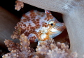 This little guy is biting the soft coral for the strong current. This way is more easy to stay on the same place. This little guy is biting the soft coral for the strong current. This way is more easy to stay on the same place.