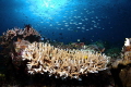 in raja ampat in raja ampat