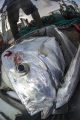 Deadly trawlers_ Caribbean Moonfish Selene brownii Deadly trawlers_ Caribbean Moonfish Selene brownii