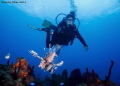 The Flying of two species.. In the rigth moment in the rigth place my buddy found the perfect moment to complement this lion fish photo The Flying of two species.. In the rigth moment in the rigth place my buddy found the perfect moment to complement this lion fish photo