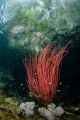 Red whip coral Red whip coral
