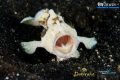 T H E W H I T E Y A W N I N G
Juvenile Frogfish Antennariidae
Lembeh Strait Indonesia. March 2013 T H E W H I T E Y A W N I N G
Juvenile Frogfish Antennariidae
Lembeh Strait Indonesia. March 2013