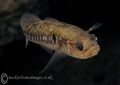 Two spot Goby.
Aughrus Connemara. Two spot Goby.
Aughrus Connemara.
