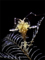 Planet Mom
skeleton shrimp with lots of babies Planet Mom
skeleton shrimp with lots of babies