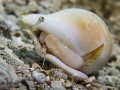 Eye Shell Eye Shell