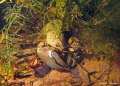 Crayfish Crayfish