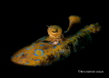 Peacock Flounder...Bonaire...snooted Peacock Flounder...Bonaire...snooted