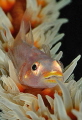 goby goby