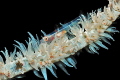 goby goby