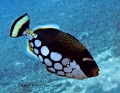 Clown trigger fish Clown trigger fish