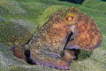 Caribbean octopus at night off of Little cayman Caribbean octopus at night off of Little cayman