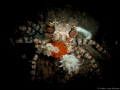 Mosaic Boxer Crab with eggs