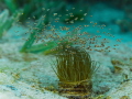 Swarming shrimps (Idiomysis tsurnamali) on top of a tube anemone