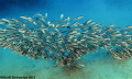 A large spray of Striped catfish swimming and feeding over the sand in a TREE formation