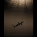 Moorea, French Polynesia. Black tip shark during deco stop, natural light, 9 AM.
