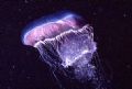 Third type meeting with a spaceship : fluorescent jellyfish; Mediterraneen sea; Taken with 50 mm on RS, two stobes