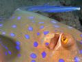 Blue spotted ray, twin Y25 auto strobes with Sea&Sea DX5000g, Red Sea
