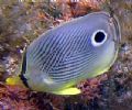 Four eyed Butterfly fish
