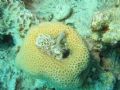 Little fish on coral 
Red Sea Dahab 
Canon Digital ixus 400