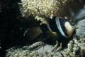 Anemonefish, Maldives, taken with Nikonos V 
The fish and the anemone are telling me to bugger off!


