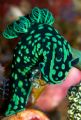 The dive sites in Rinca near Komodo are rich with these gorgeous, freaky critters. Happily for photographers, the background is often equally colorful. This Crested Nembrotha nudibranch would fit right in as a Dr. Seuss character.