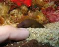 baby eel sniffing me pinkie... sniff sniff!! is that fried pad thai?!! :0))
