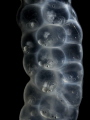 Not only are these embryonic squid (Loligo vulgaris) protected by their see-through eggs, but these translucent walls also allow their developing vision to be stimulated constantly,- a sense that squid use intensely when hunting...