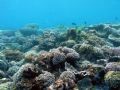 coral reefs of manok mankaw island in the municipality of simunol, tawi-tawi philippines...