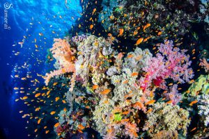 Corals in the red sea