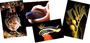 macro underwater