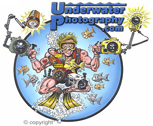 UnderwaterPhotography.com - forums, online u/w photo contest, underwater photo courses, and much, much more...
