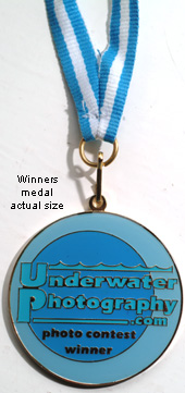 photo contest winner's medal