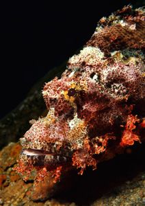 Canon F1, 60mm lens. Night dive on 'the barge', Northern ... by Len Deeley 
