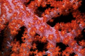 Soft Coral in Red Sea, taken with Canon F1 60mm lens by Len Deeley 
