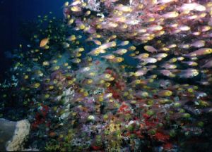 taken at MAA giri kuredu Maldives, in only 5ft of water by David Baxter 