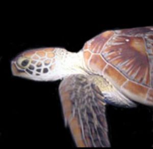 Turtle at night in cave      Northern Marianas by Martin Dalsaso 