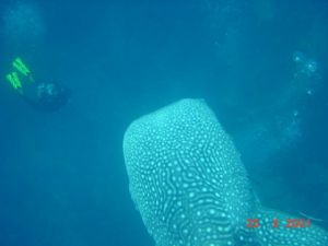 Sami & Whale Shark by Barbara PHUA Pay Lee 