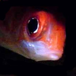 Squirrelfish by Martin Dalsaso 
