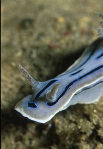 Nudibranch-Phillipines by Luc Eeckhaut 
