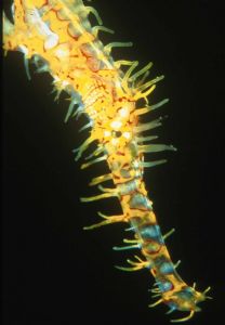 Ghostpipefish-Thailand by Luc Eeckhaut 