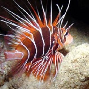 Lionfish by Martin Dalsaso 