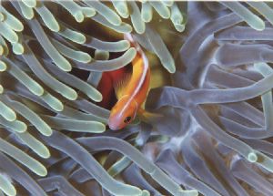 Pink anemonefish Taken at Gab Gab Beach Guam. Taken with ... by Robert Gallo 