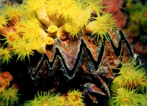 Razor Clam with Cup Corals on the mast of the Fujikawa Ma... by Robert L. Gallo 