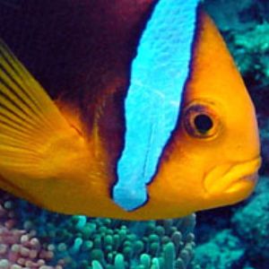 Clownfish Saipan by Martin Dalsaso 